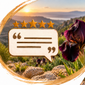 Feedback - Black Iris