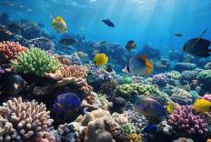 Aqaba Coral Reef